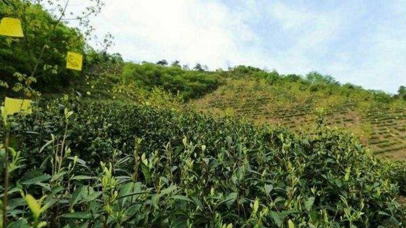 温室大棚遮阳率，如何精准把握？**