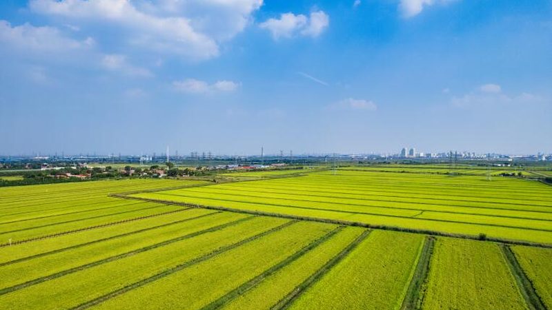 上海家庭农场经营模式解析：因地制宜，高效可持续