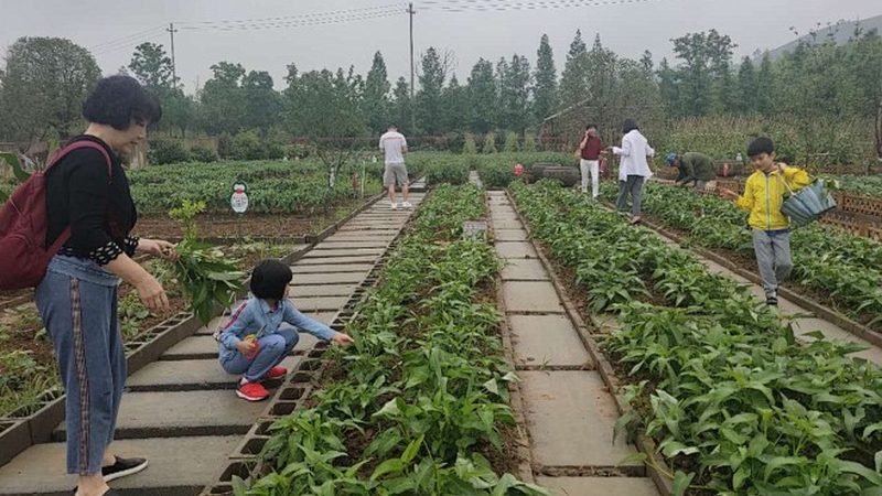 农产品供应链金融模式解析：构建高效流通桥梁