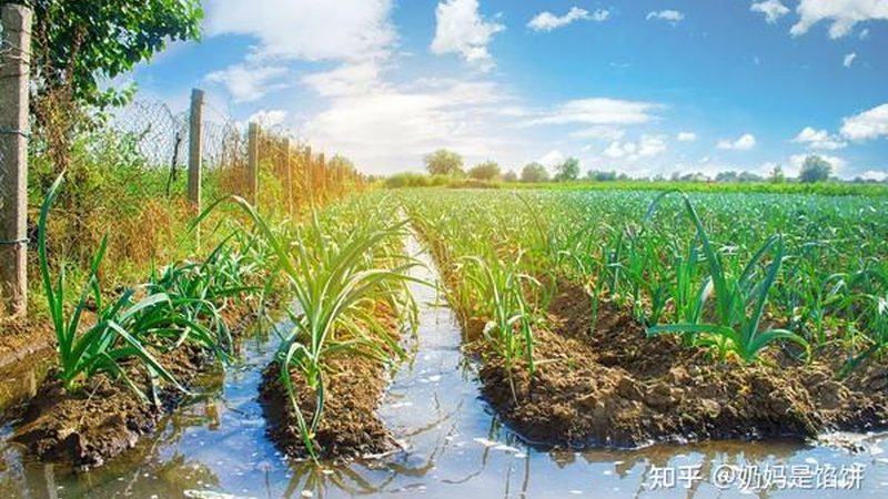 如何找到可靠的本地农资批发商？**
