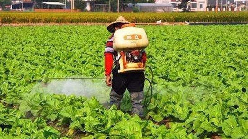 设施农业大棚：揭秘其造价构成与影响因素